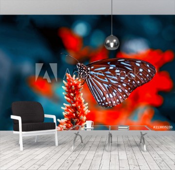 Picture of Closeup beautiful butterfly flower in the garden